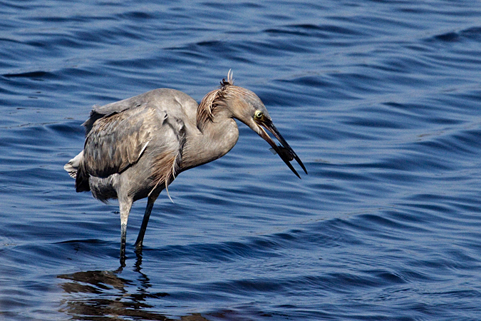 Red morph Reddish Egret, Merritt Island National Wildlife Refuge, Florida