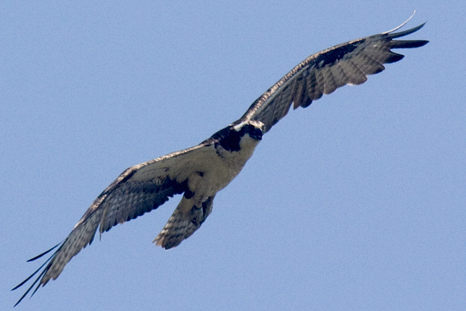 Osprey - Nantucket, Massachusetts