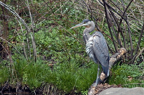 Great Blue Heron, Prospect Park, Brooklyn, New York
