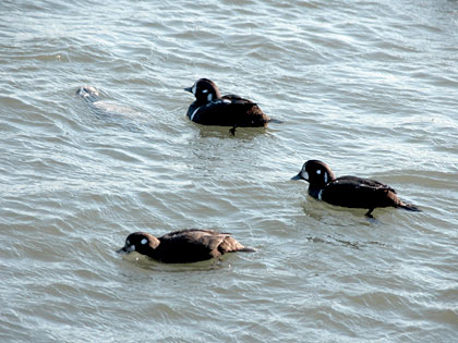 Harlequin Ducks, Point Lookout, New York