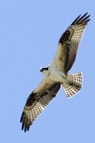 Osprey, Great South Bay, Long Island, New York