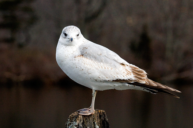 Ring-billed Gull, Saint John's Pond, Oyster Bay, New York
