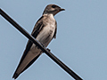 Brown-chested Martin, Cuiab� River, Porto Jofre, Brazil