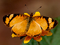 Argentine Butterflies, Iguaz� National Park, Argentina
