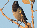 Black-faced Tanager, �gua Fria Dirt Road, Brazil