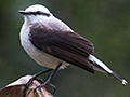 Masked Water-Tyrant, en route S�o Gotardo to Ubatuba, Brazil