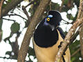 Plush-crested Jay, Parque Nacional do Igua�u, Brazil