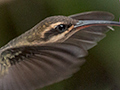 Planalto Hermit, Jardin de los Picaflores, Puerto Iguaz�, Argentina