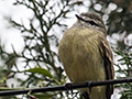 Planalto Tyrannulet, en route S�o Gotardo to Ubatuba, Brazil
