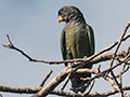 Scaly-headed Parrot, Iguaz� National Park, Argentina