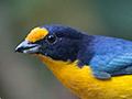 Violaceous Euphonia, Jardin de los Picaflores, Puerto Iguaz�, Argentina