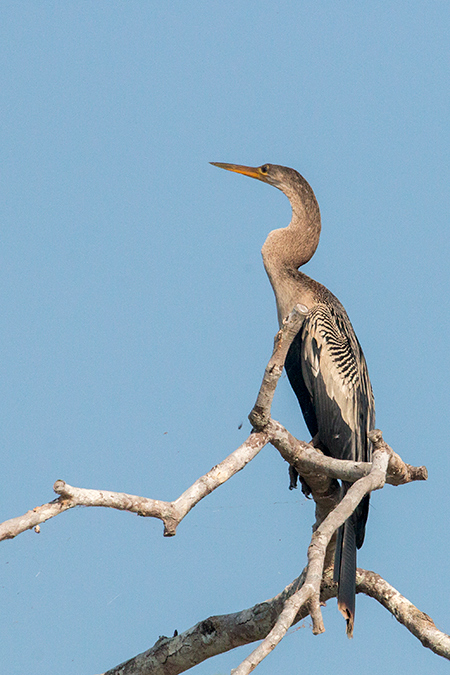 Anhinga, Cuiab� River, Porto Jofre, Brazil 