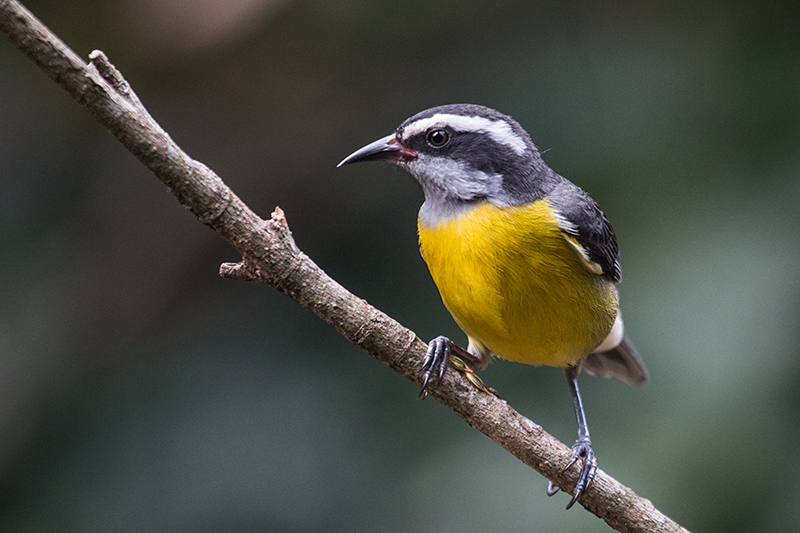 Bananaquit, Jardin de los Picaflores, Puerto Iguazú, Argentina