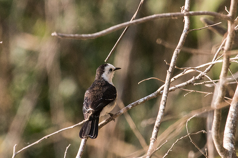 Black-backed Water-Tyrant, Cuiab� River, Porto Jofre, Brazil 