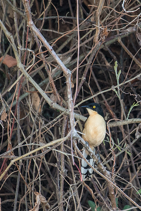 Black-capped Donacobius, Cuiab� River, Porto Jofre, Brazil 