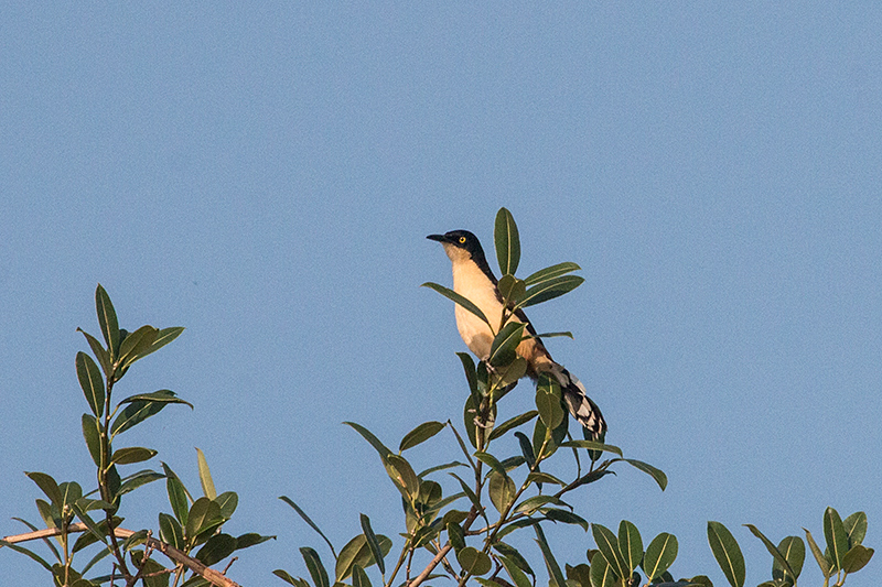 Black-capped Donacobius, Cuiab� River, Porto Jofre, Brazil 