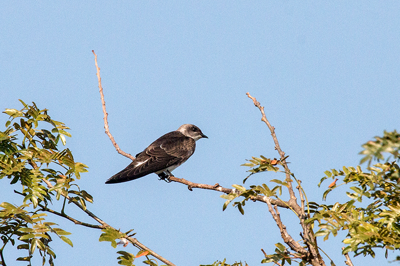 Brown-chested Martin, Cuiab� River, Porto Jofre, Brazil 