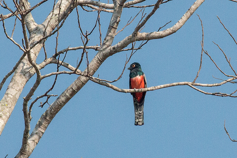 Blue-crowned Trogon, Cuiabá River, Porto Jofre, Brazil