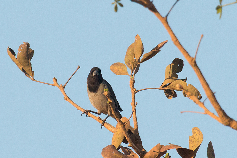 Black-faced Tanager, �gua Fria Dirt Road, Brazil