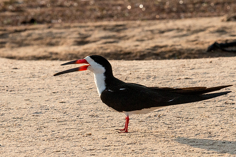 Black Skimmer, Cuiabá River, Porto Jofre, Brazil