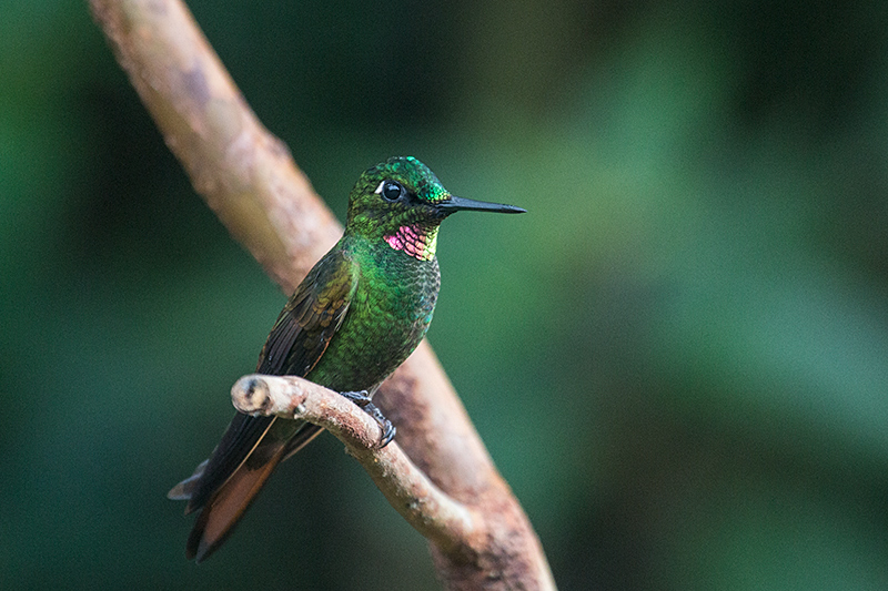 Male Brazilian Ruby, Jonas�s Feeders, Folha Seca Road, Ubatuba, Brazil