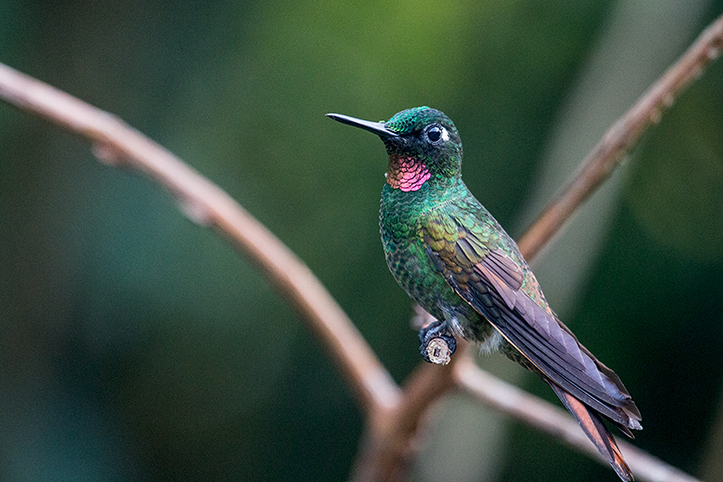 Male Brazilian Ruby, Jonas�s Feeders, Folha Seca Road, Ubatuba, Brazil