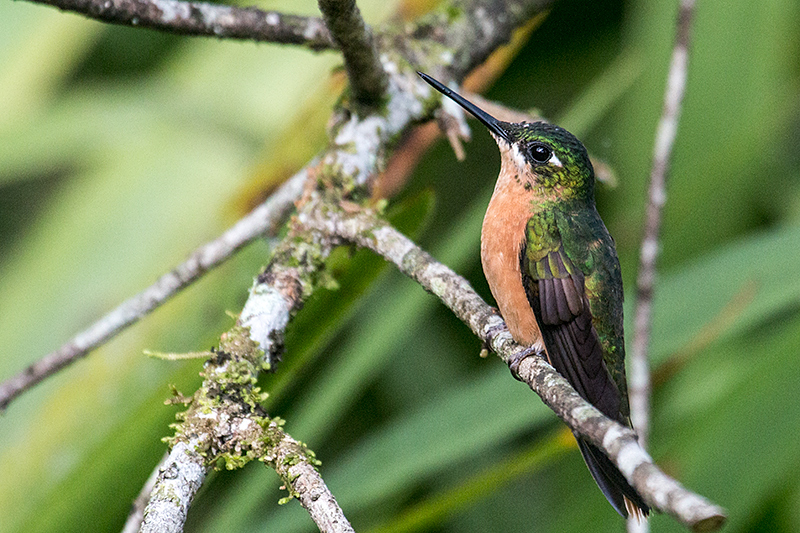 Female Brazilian Ruby, Jonas�s Feeders, Folha Seca Road, Ubatuba, Brazil