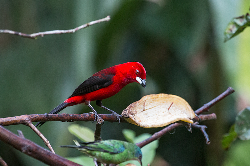 Brazilian Tanager, Jonas�s Feeders, Folha Seca Road, Ubatuba, Brazil