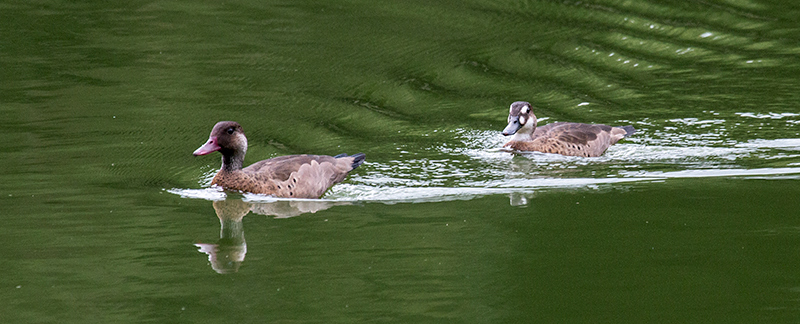 Brazilian Teal, en route S�o Paulo to Hotel do Ype,  Parque Nacional do Itatiaia, Brazil