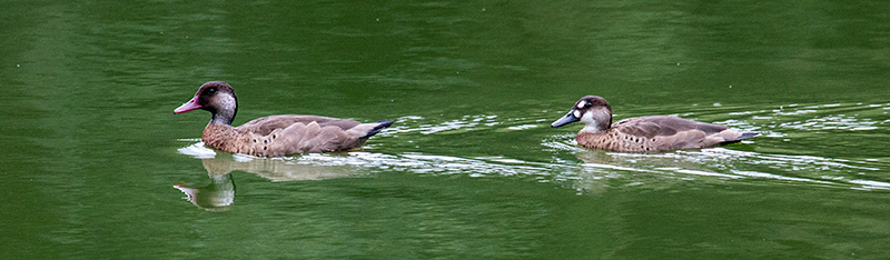 Brazilian Teal, en route S�o Paulo to Hotel do Ype,  Parque Nacional do Itatiaia, Brazil