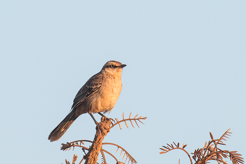 Chalk-browed Mockingbird, �gua Fria Dirt Road, Brazil