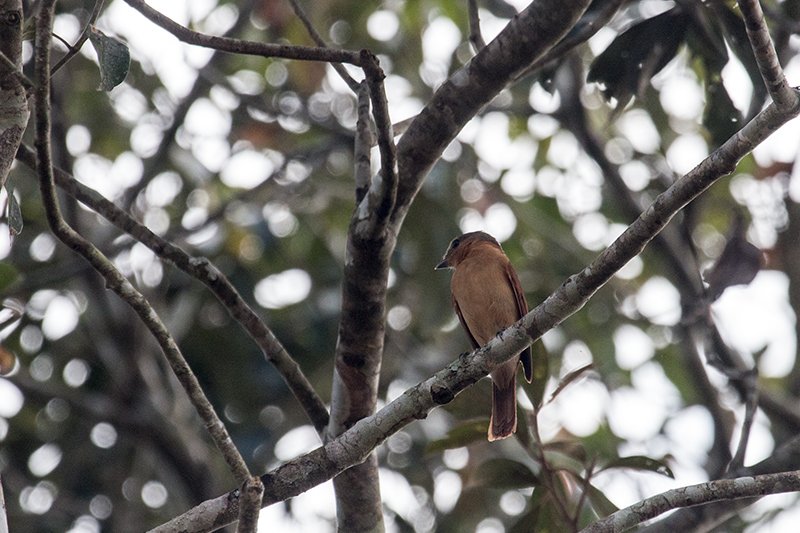 Chestnut-crowned Becard, Iguaz� National Park, Argentina