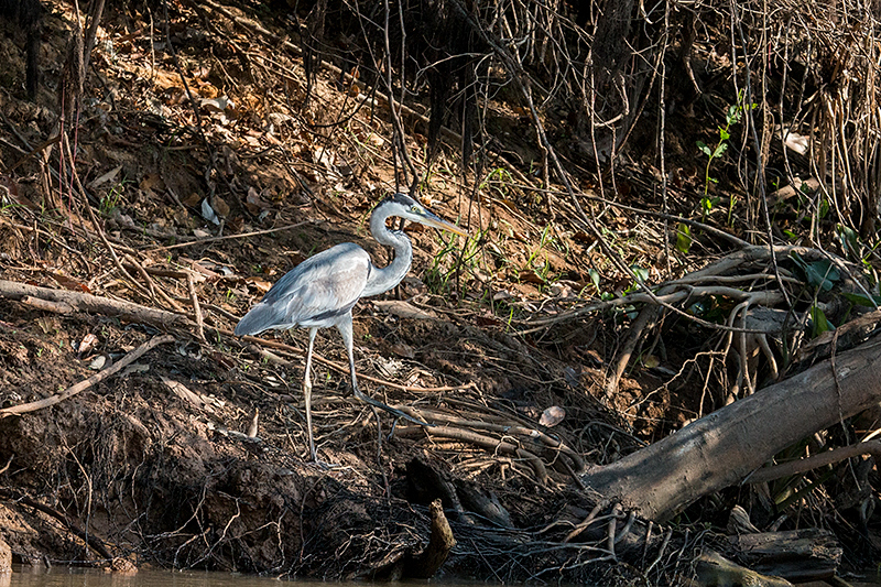 Cocoi Heron, Cuiab� River, Porto Jofre, Brazil 