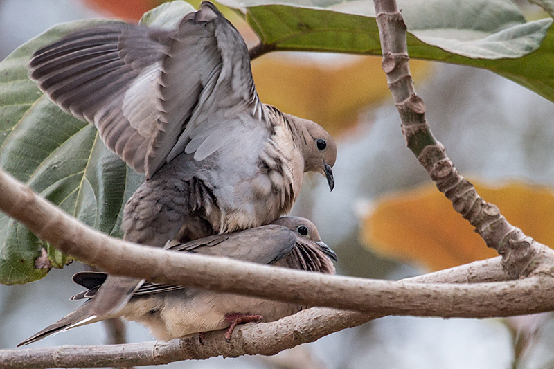 Mating Eared Doves, Foz do Igua�u, Brazil