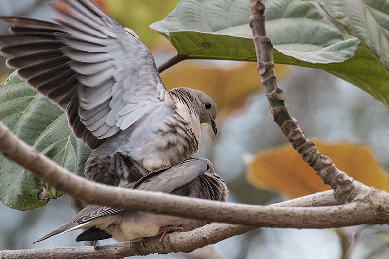 Mating Eared Doves, Foz do Igua�u, Brazil