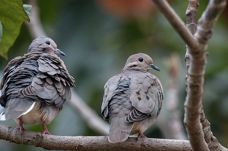 Mating Eared Doves, Foz do Igua�u, Brazil