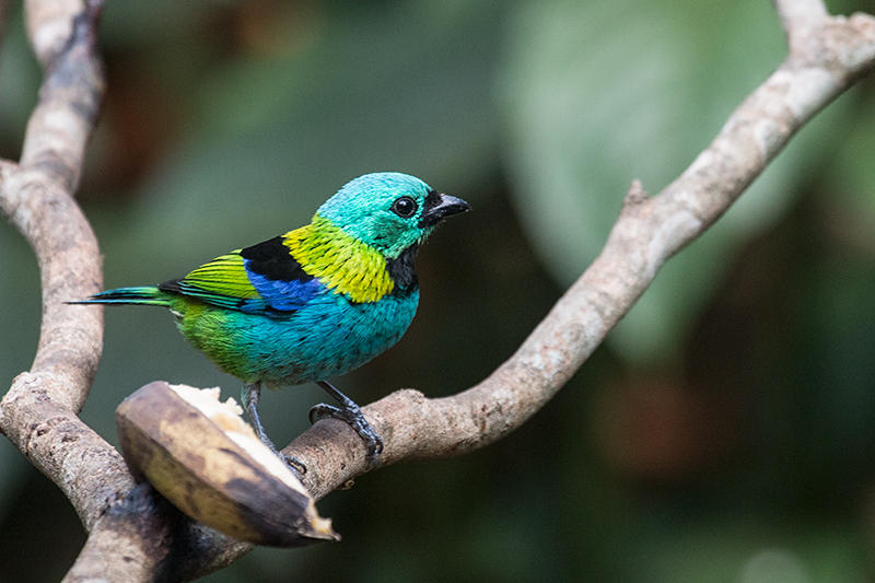 Green-headed Tanager, Jardin de los Picaflores, Puerto Iguaz�, Argentina