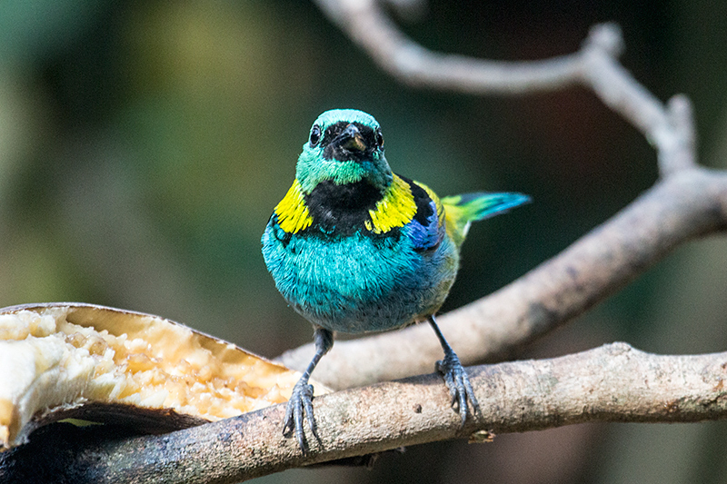 Green-headed Tanager, Jardin de los Picaflores, Puerto Iguaz�, Argentina