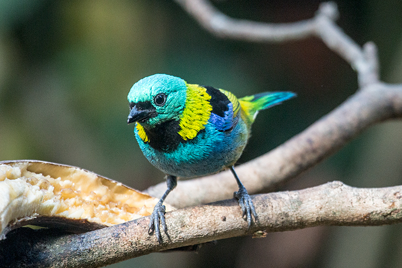 Green-headed Tanager, Jardin de los Picaflores, Puerto Iguaz�, Argentina