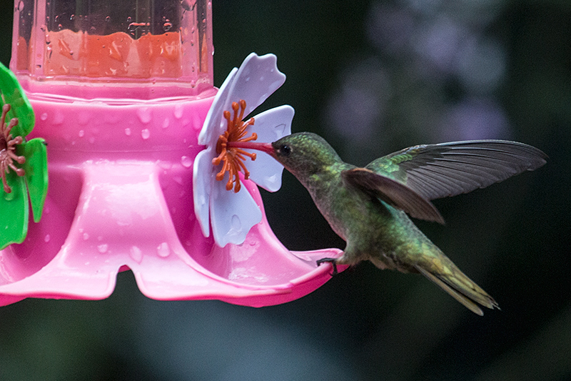Gilded Hummingbird (Gilded Sapphire), Jardin de los Picaflores, Puerto Iguazú, Argentina