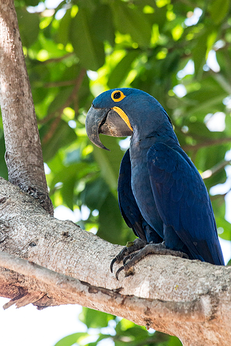 Hyacinth Macaw, Hotel Pantanal Norte, Porto Jofre, Brazil