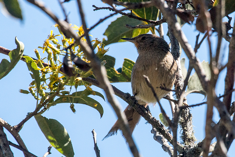 Itatiaia Spinetail (Itatiaia Thistletail), Agulhas Negras Road, Parque Nacional do Itatiaia, Brazil