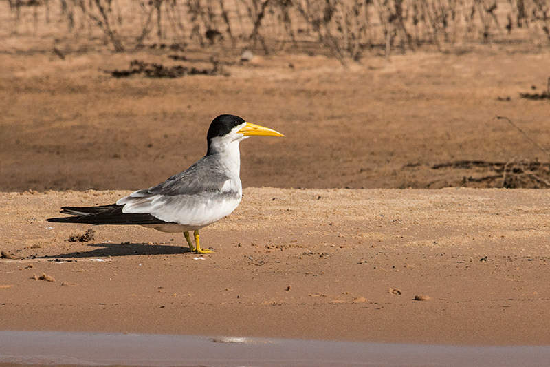 Large-billed Tern, Cuiab� River, Porto Jofre, Brazil 
