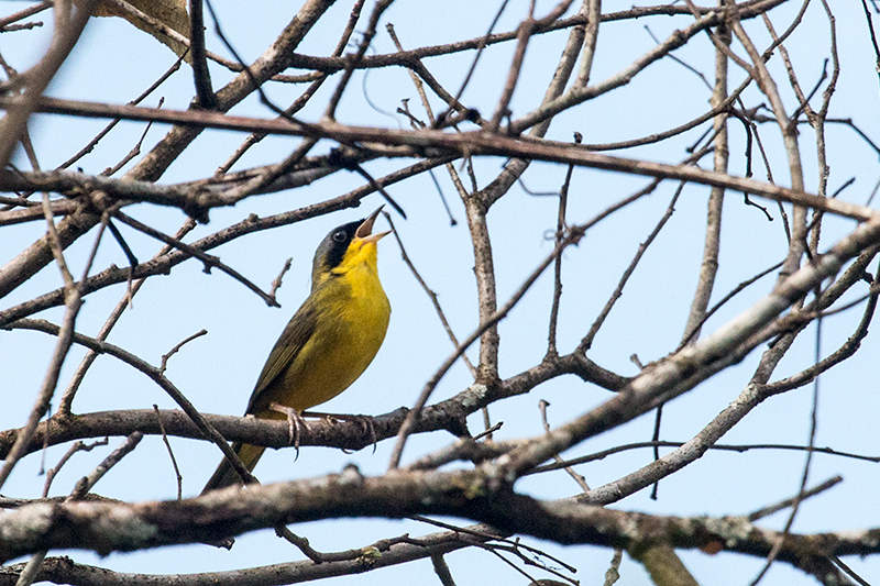 Masked Yellowthroat, Iguaz� National Park, Argentina