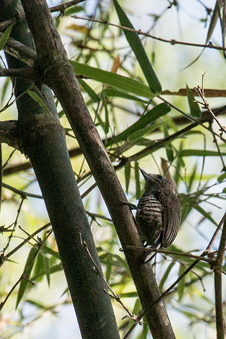 Ochre-collared Piculet, Parque Provincial Urugua-�, Argentina