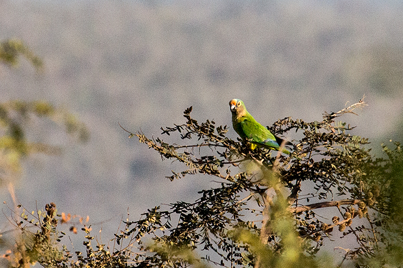 Peach-fronted Parakeet Água Fria Dirt Road, Brazil