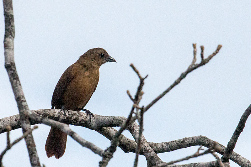 Female Ruby-crowned Tanager, Hotel do Ype, Parque Nacional do Itatiaia, Brazil