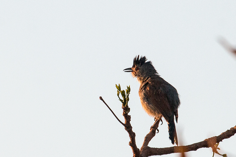 Rufous-winged Antshrike, Įgua Fria Dirt Road, Brazil