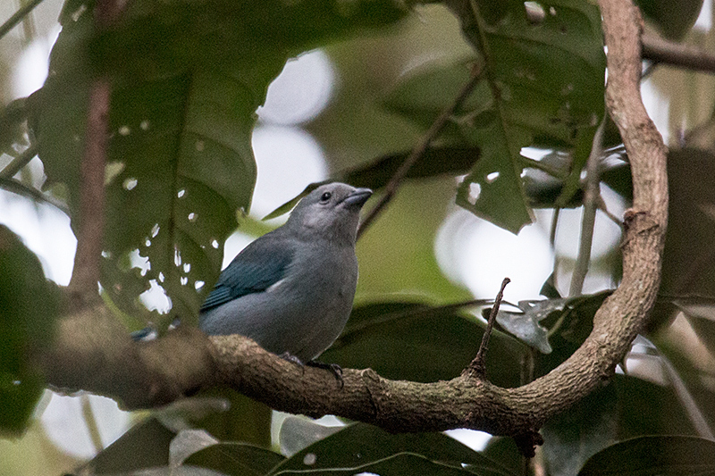 Sayaca Tanager, Foz do Igua�u, Brazil