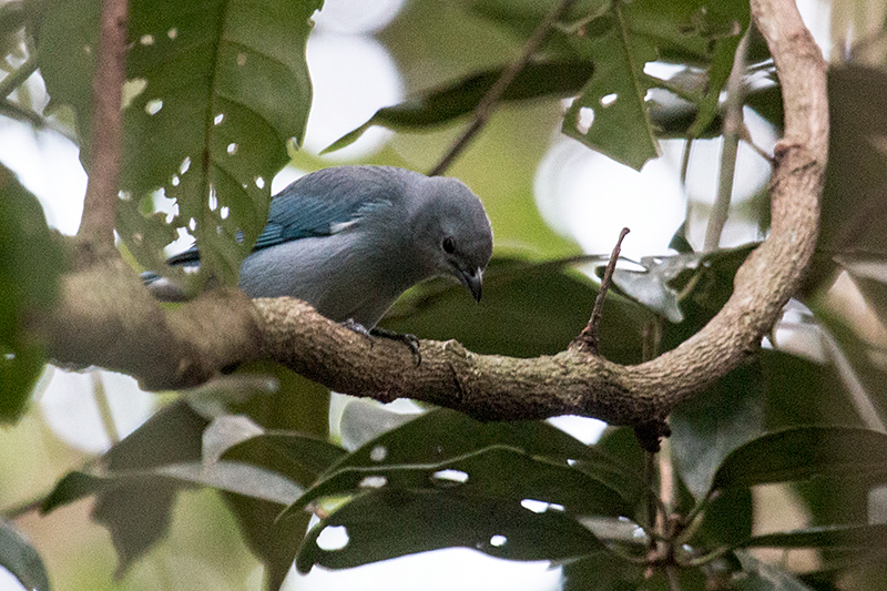 Sayaca Tanager, Foz do Igua�u, Brazil
